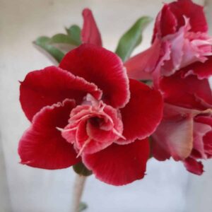 Planta Dobrada 2216 – 30cm – 02 anos