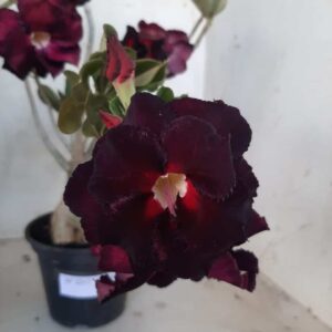 Planta Dobrada 2217 – 35cm – 02 anos