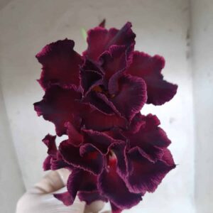 Planta Dobrada 2220 – 35cm – 02 anos