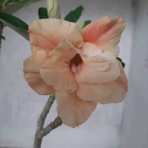 Planta Dobrada 2221 – 30cm – 01 ano