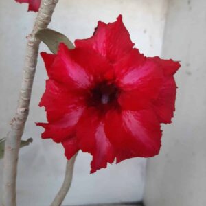 Planta Dobrada 2222 – 30cm – 02 anos