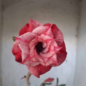 Planta Dobrada 2223 – 30cm – 02 anos