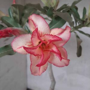 Planta Dobrada 2227 – 30cm – 02 anos