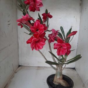 Planta Dobrada 2228 – 35cm – 03 anos