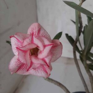 Planta Dobrada 2229 – 30cm – 02 anos