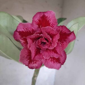 Planta Dobrada 2231 – 30cm – 01 ano