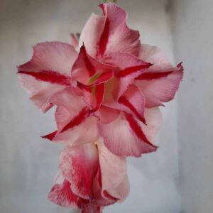 Planta Dobrada 2232 – 30cm – 01 ano
