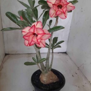Planta Dobrada 2233 – 30cm – 02 anos