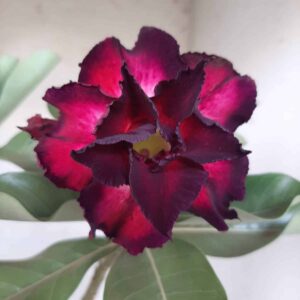 Planta Dobrada 2234 – 35cm – 03 anos