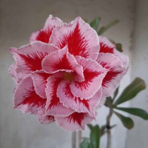 Planta Dobrada 2235 – 35cm – 03 anos
