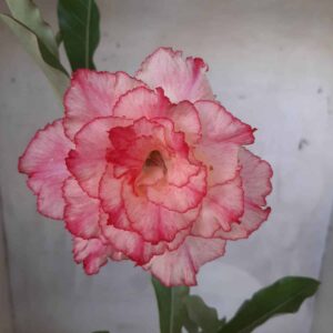 Planta Dobrada 2239 – 30cm – 02 anos