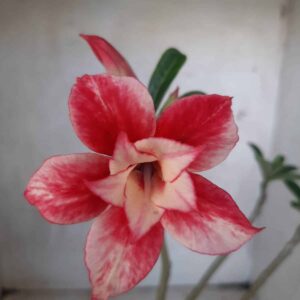 Planta Dobrada 2240 – 30cm – 02 anos