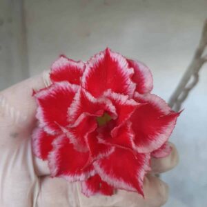 Planta Dobrada 2254 – 35cm – 03 anos