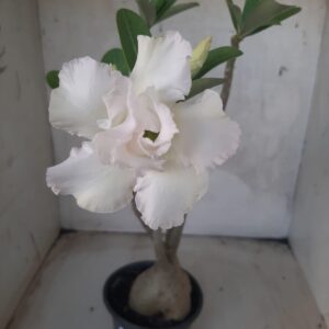 Planta Dobrada 2255 – 35cm – 03 anos
