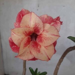 Planta Dobrada 2256 – 30cm – 01 ano