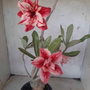 Planta Dobrada 2260 – 35cm – 03 anos