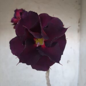 Planta Dobrada 2261 – 35cm – 03 anos