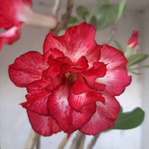 Planta Dobrada 2264 – 35cm – 03 anos