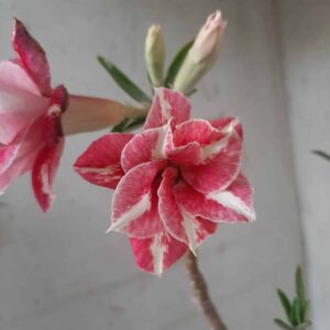 Planta Dobrada 2266 – 30cm – 02 anos