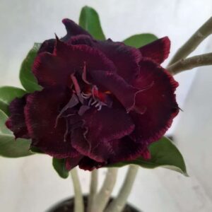 Planta Dobrada 2271 – 25cm – 01 ano