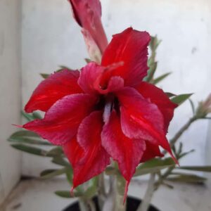 Planta Dobrada 2272 – 25cm – 02 anos
