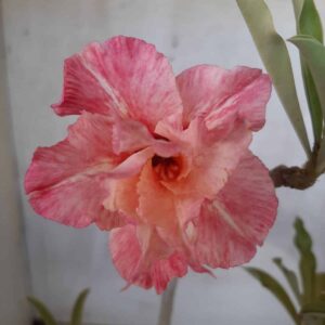 Planta Dobrada 2278 – 35cm – 03 anos