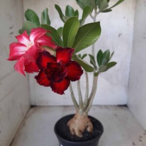Planta Dobrada 2279 – 35cm – 03 anos