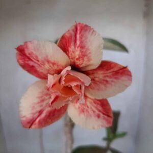 Planta Dobrada 2280 – 35cm – 03 anos