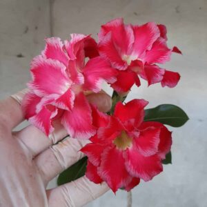Planta Dobrada 2281 – 35cm – 03 anos