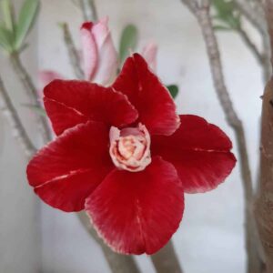 Planta Dobrada 2282 – 35cm – 05 anos