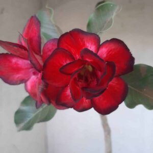 Planta Dobrada 2287 – 30cm – 02 anos