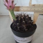 Gymnocalycium Mihanovichii “Purple” Nº 265 – vaso 09
