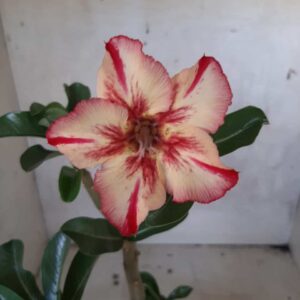 Planta Simples 2153 – 30cm – 01 ano