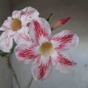 Planta Simples 2190 – 30cm – 02 anos