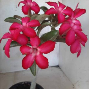 Planta Simples 2191 – 30cm – 01 ano