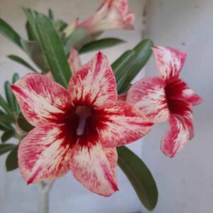 Planta Simples  2198 –35cm – 03 anos