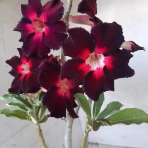 Planta Simples 2200 – 35cm – 02 anos