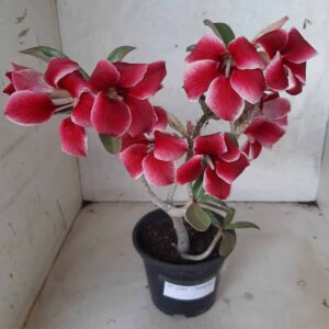 Planta Simples 2201 – 30cm – 01 ano