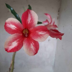 Planta Simples 2202 – 30cm – 01 ano