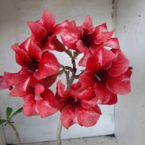 Planta Simples 2203 – 30cm – 01 ano