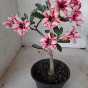Planta Simples 2205 – 25cm – 01 ano