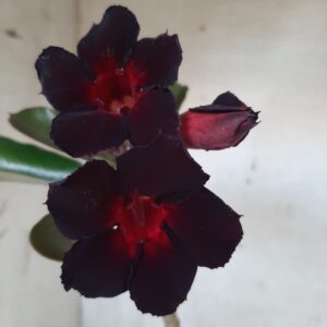 Planta Simples 2215 – 30cm – 02 anos