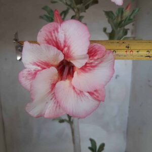 Planta Simples 2216 – 35cm – 03 anos