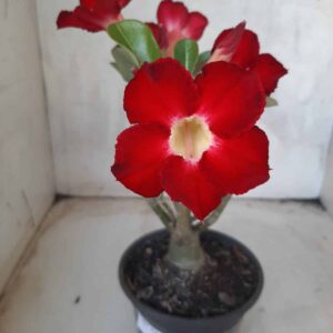 Planta Simples 2217 – 25cm – 02 anos