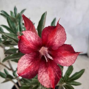 Planta Simples 2218 – 25cm – 02 anos