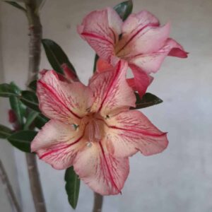 Planta Simples 2222 – 30cm – 02 anos