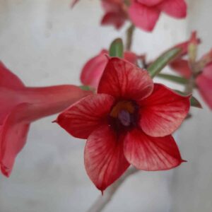 Planta Simples 2223 – 30cm – 02 anos