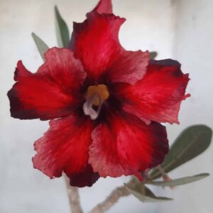 Planta Simples 2224 – 30cm – 02 anos