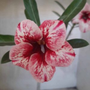 Planta Simples 2225 – 30cm – 02 anos