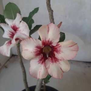 Planta Simples 2233 – 30cm – 02 anos